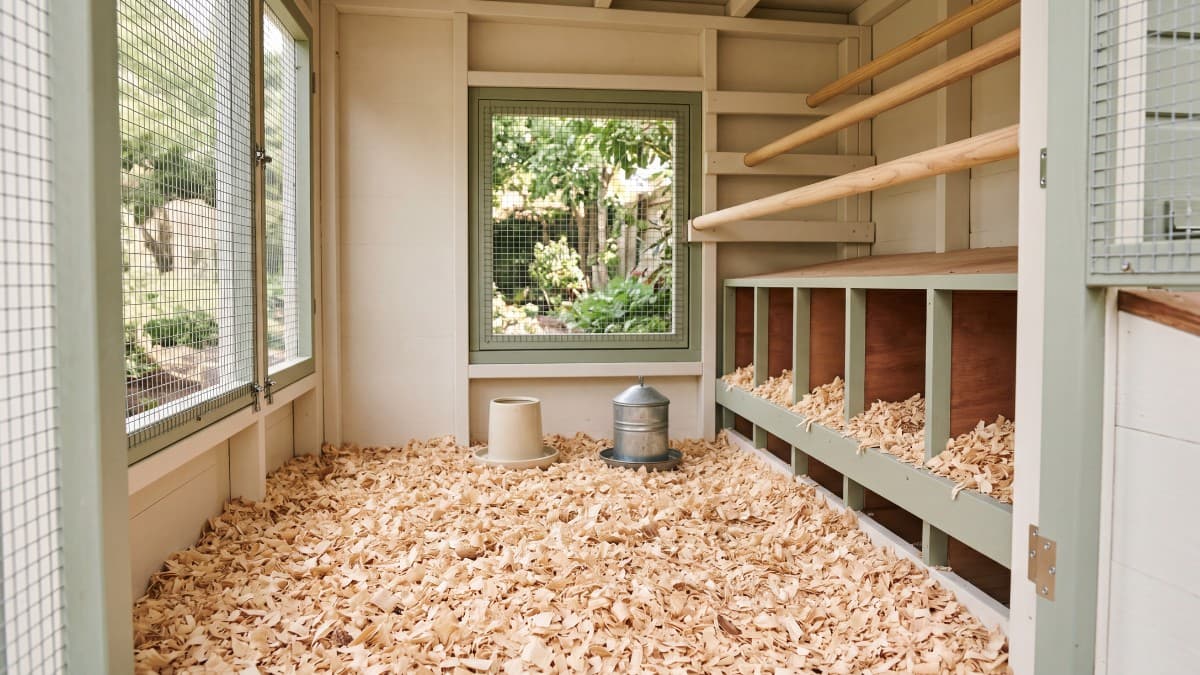 Fresh pine shavings spread inside a clean backyard chicken coop