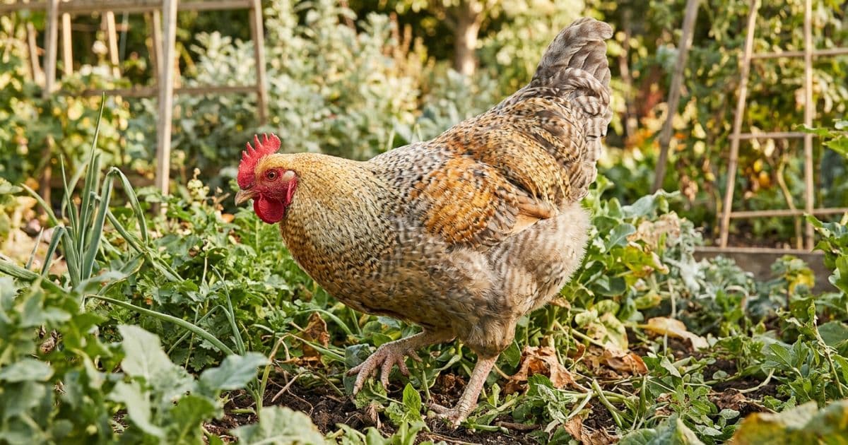 A large, beautifully barred crele Bielefelder hen standing in a grassy run.