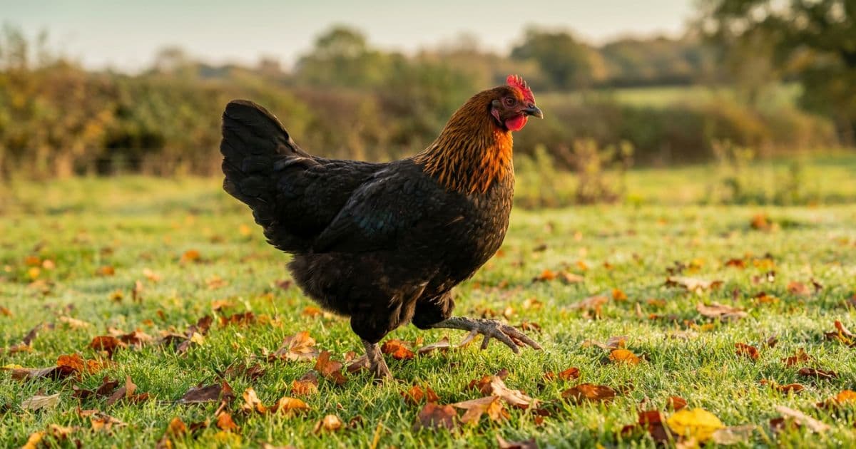 A striking Black Copper Marans hen showing her dark plumage and copper hackles.