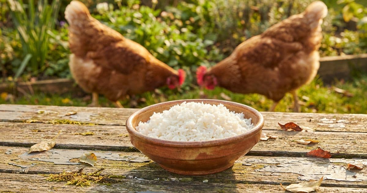 A small bowl of cooked white rice being shared with backyard chickens.