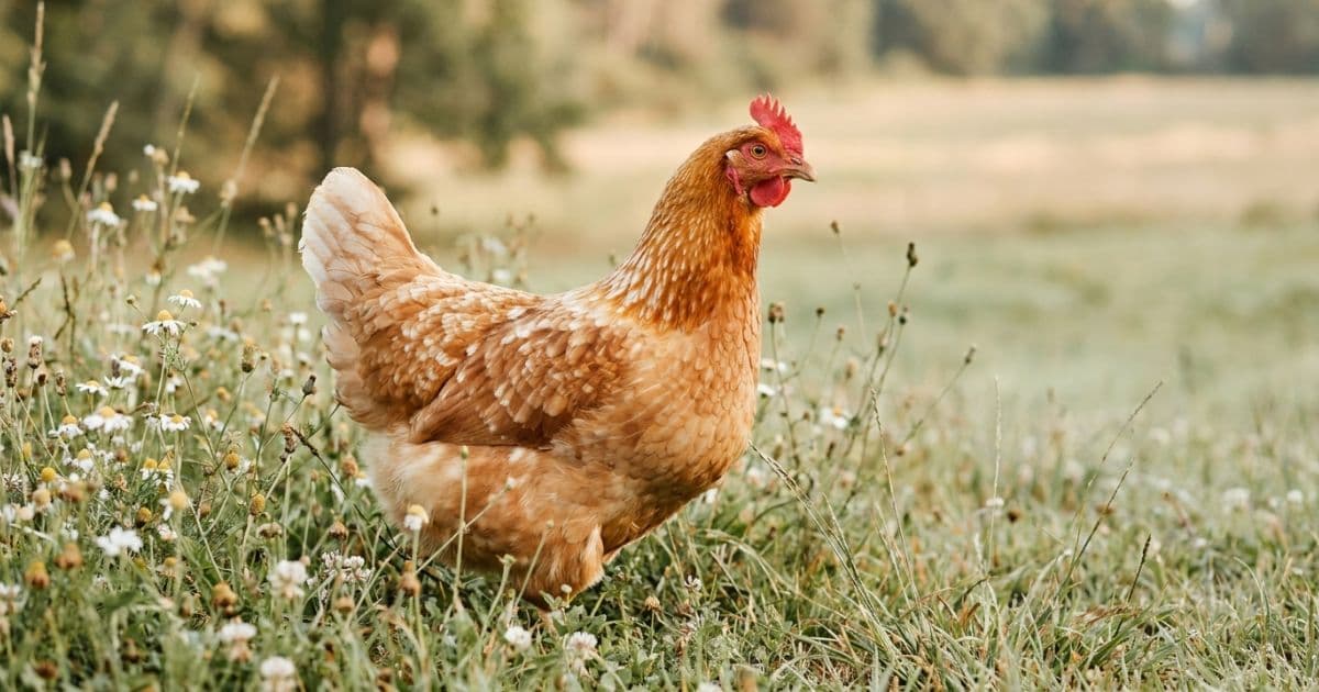 A friendly golden-red Golden Comet hen standing in a backyard lawn.